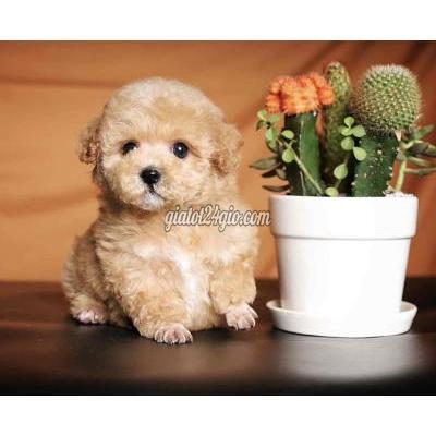 Chó ( Vật Nuôi ) Bình Tân - Hồ Chí Minh Chó ( Vật Nuôi ) Bình Tân - Hồ Chí Minh