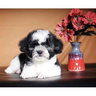 Chó ( Vật Nuôi ) Bình Tân - Hồ Chí Minh Chó ( Vật Nuôi ) Bình Tân - Hồ Chí Minh