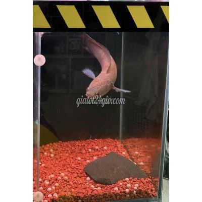 Các Loại Vật Nuôi Thủ Đức - Hồ Chí Minh