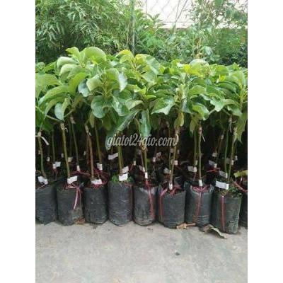 Nông Nghiệp, Hạt Giống, Cây Giống Gia Lâm Hà Nội Cây Giống Bơ 034 Nông Nghiệp, Hạt Giống, Cây Giống Gia Lâm Hà Nội Cây Giống Bơ 034