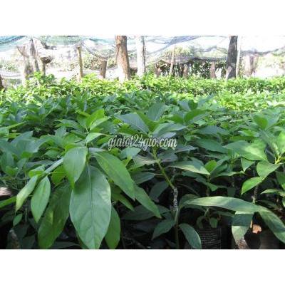Nông Nghiệp, Hạt Giống, Cây Giống Gia Lâm Hà Nội Cây Giống Bơ Booth Nông Nghiệp, Hạt Giống, Cây Giống Gia Lâm Hà Nội Cây Giống Bơ Booth