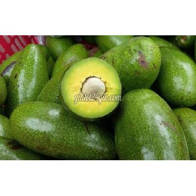 Nông Nghiệp, Hạt Giống, Cây Giống Gia Lâm Hà Nội Cây Giống Bơ Sáp Nông Nghiệp, Hạt Giống, Cây Giống Gia Lâm Hà Nội Cây Giống Bơ Sáp