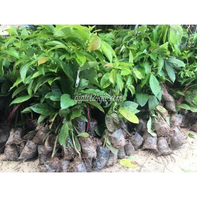 Nông Nghiệp, Hạt Giống, Cây Giống Gia Lâm Hà Nội Cây Giống Bơ Sáp Nông Nghiệp, Hạt Giống, Cây Giống Gia Lâm Hà Nội Cây Giống Bơ Sáp