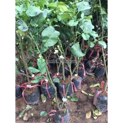 Nông Nghiệp, Hạt Giống, Cây Giống Gia Lâm Hà Nội Cây Giống Bưởi Da Xanh Nông Nghiệp, Hạt Giống, Cây Giống Gia Lâm Hà Nội Cây Giống Bưởi Da Xanh