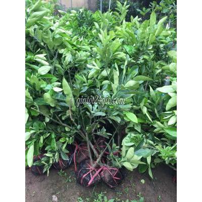 Nông Nghiệp, Hạt Giống, Cây Giống Gia Lâm Hà Nội Cây Giống Bưởi Diễn Nông Nghiệp, Hạt Giống, Cây Giống Gia Lâm Hà Nội Cây Giống Bưởi Diễn