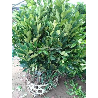 Nông Nghiệp, Hạt Giống, Cây Giống Gia Lâm Hà Nội Cây Giống Bưởi Đỏ Luận Văn Nông Nghiệp, Hạt Giống, Cây Giống Gia Lâm Hà Nội Cây Giống Bưởi Đỏ Luận Văn