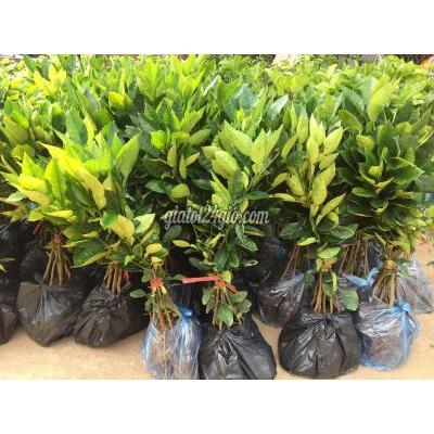 Nông Nghiệp, Hạt Giống, Cây Giống Gia Lâm Hà Nội Cây Giống Bưởi Đỏ Luận Văn Nông Nghiệp, Hạt Giống, Cây Giống Gia Lâm Hà Nội Cây Giống Bưởi Đỏ Luận Văn