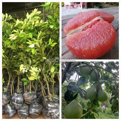 Nông Nghiệp, Hạt Giống, Cây Giống Gia Lâm Hà Nội Cây Giống Cây Bưởi Ruby Thái Lan Nông Nghiệp, Hạt Giống, Cây Giống Gia Lâm Hà Nội Cây Giống Cây Bưởi Ruby Thái Lan