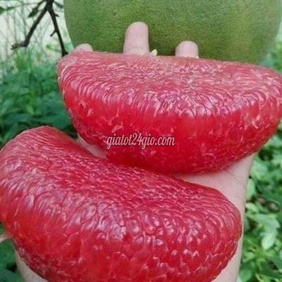 Nông Nghiệp, Hạt Giống, Cây Giống Gia Lâm Hà Nội Cây Giống Cây Bưởi Ruby Thái Lan Nông Nghiệp, Hạt Giống, Cây Giống Gia Lâm Hà Nội Cây Giống Cây Bưởi Ruby Thái Lan