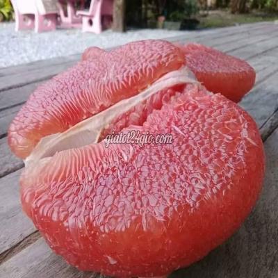 Nông Nghiệp, Hạt Giống, Cây Giống Gia Lâm Hà Nội Cây Giống Cây Bưởi Ruby Thái Lan Nông Nghiệp, Hạt Giống, Cây Giống Gia Lâm Hà Nội Cây Giống Cây Bưởi Ruby Thái Lan