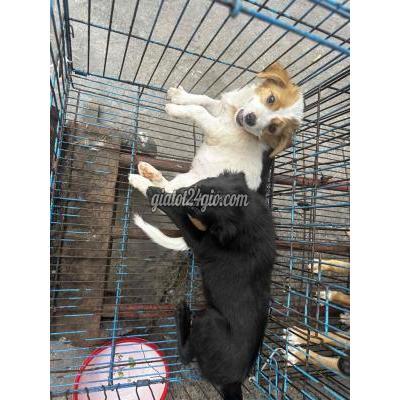 Chó ( Vật Nuôi ) Bình Tân - Hồ Chí Minh