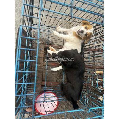 Chó ( Vật Nuôi ) Bình Tân - Hồ Chí Minh