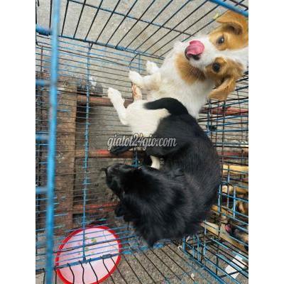 Chó ( Vật Nuôi ) Bình Tân - Hồ Chí Minh