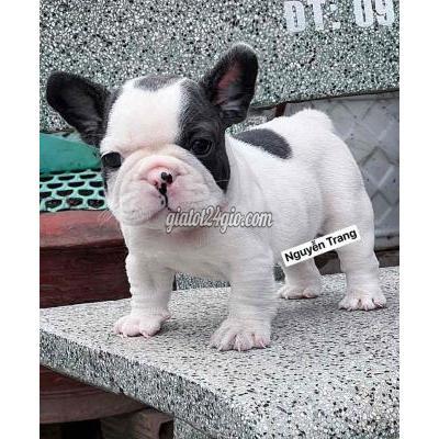 Chó ( Vật Nuôi ) Bình Tân - Hồ Chí Minh Chó ( Vật Nuôi ) Bình Tân - Hồ Chí Minh