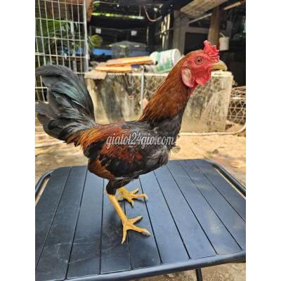 Gà ( Vật Nuôi ) Hòa Thành - Tây Ninh
