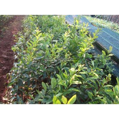 Giống Cây Trồng Gia Lâm Hà Nội Cây Giống Chanh Đào Chuẩn Giống Giống Cây Trồng Gia Lâm Hà Nội Cây Giống Chanh Đào Chuẩn Giống