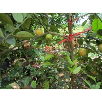Giống Cây Trồng Gia Lâm Hà Nội Cây Giống Chanh Đào Chuẩn Giống Giống Cây Trồng Gia Lâm Hà Nội Cây Giống Chanh Đào Chuẩn Giống