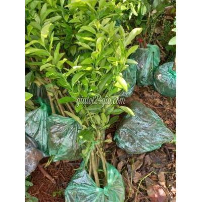 Giống Cây Trồng Gia Lâm Hà Nội Cây Giống Chanh Đào Chuẩn Giống Giống Cây Trồng Gia Lâm Hà Nội Cây Giống Chanh Đào Chuẩn Giống