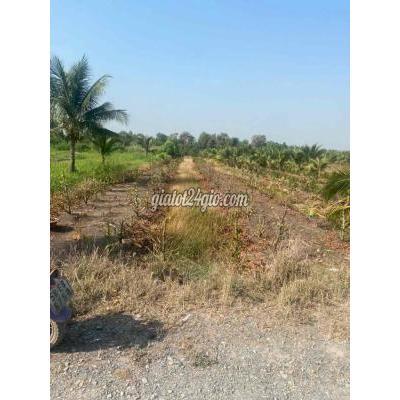Đất Nông Nghiệp Bình Chánh - Hồ Chí Minh Đất Nông Nghiệp Bình Chánh - Hồ Chí Minh
