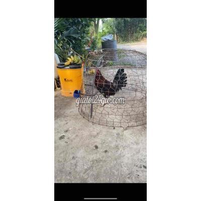 Gà ( Vật Nuôi ) Cao Lãnh - Đồng Tháp