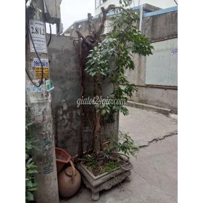 Cây Cảnh Cũ Dương Kinh - Hải Phòng Cây Cảnh Cũ Dương Kinh - Hải Phòng