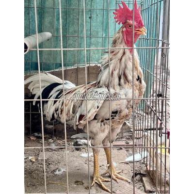 Gà ( Vật Nuôi ) Tân Phú - Hồ Chí Minh