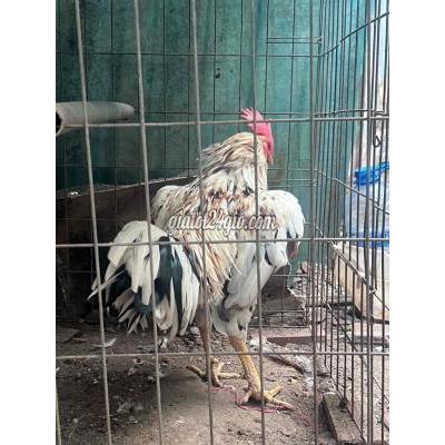 Gà ( Vật Nuôi ) Tân Phú - Hồ Chí Minh