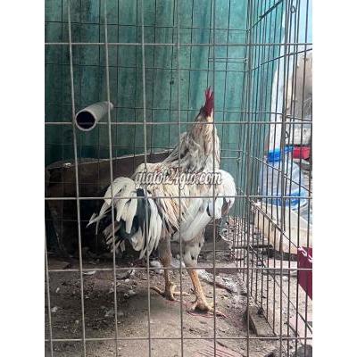 Gà ( Vật Nuôi ) Tân Phú - Hồ Chí Minh