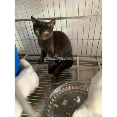 Mèo ( Vật Nuôi ) Quận 8 - Hồ Chí Minh