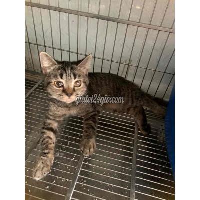 Mèo ( Vật Nuôi ) Quận 8 - Hồ Chí Minh