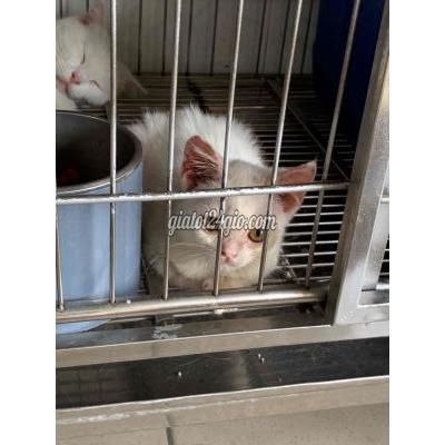 Mèo ( Vật Nuôi ) Quận 8 - Hồ Chí Minh