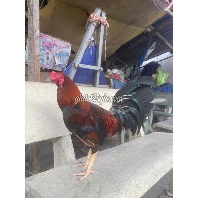 Gà ( Vật Nuôi ) Bình Tân - Hồ Chí Minh