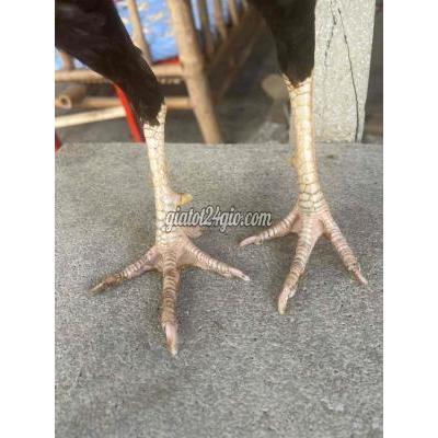 Gà ( Vật Nuôi ) Bình Tân - Hồ Chí Minh