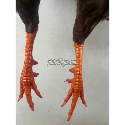 Gà ( Vật Nuôi ) Tân An - Long An Gà ( Vật Nuôi ) Tân An - Long An