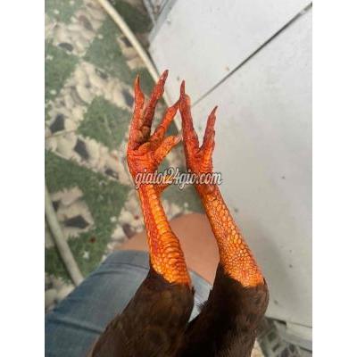 Gà ( Vật Nuôi ) Tân An - Long An Gà ( Vật Nuôi ) Tân An - Long An