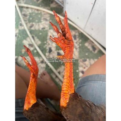 Gà ( Vật Nuôi ) Tân An - Long An Gà ( Vật Nuôi ) Tân An - Long An