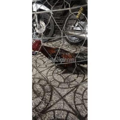 Gà ( Vật Nuôi ) Long Hồ - Vĩnh Long