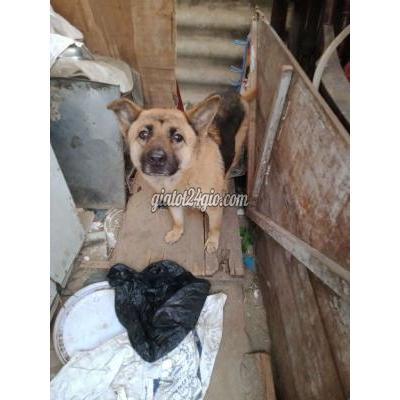 Chó ( Vật Nuôi ) Thường Tín - Hà Nội