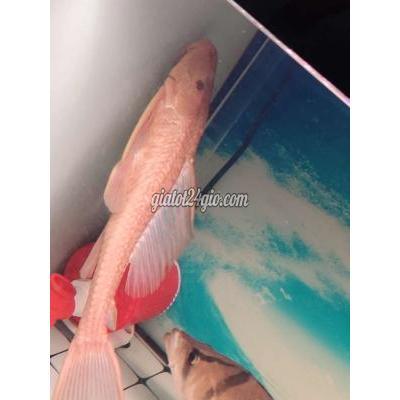 Vật Nuôi Thú Cưng Bình Chánh - Hồ Chí Minh Vật Nuôi Thú Cưng Bình Chánh - Hồ Chí Minh
