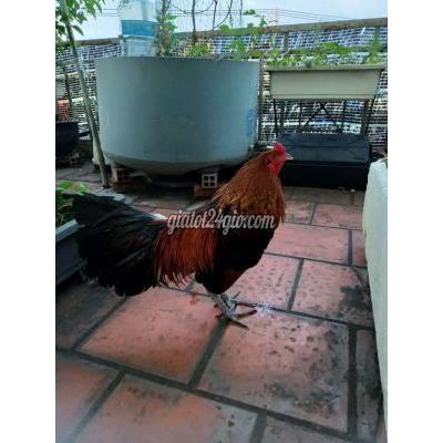 Gà ( Vật Nuôi ) Quận 12 - Hồ Chí Minh