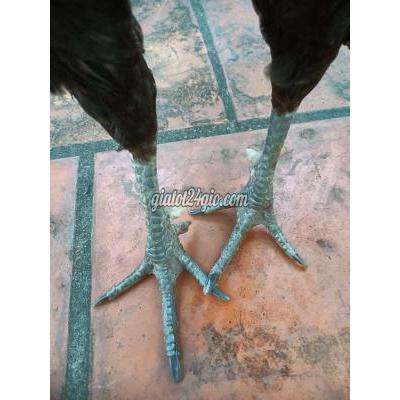 Gà ( Vật Nuôi ) Quận 12 - Hồ Chí Minh