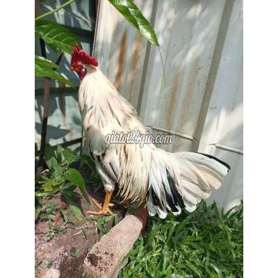 Gà ( Vật Nuôi ) Bình Chánh - Hồ Chí Minh Gà ( Vật Nuôi ) Bình Chánh - Hồ Chí Minh
