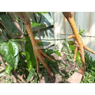 Gà ( Vật Nuôi ) Bình Chánh - Hồ Chí Minh Gà ( Vật Nuôi ) Bình Chánh - Hồ Chí Minh