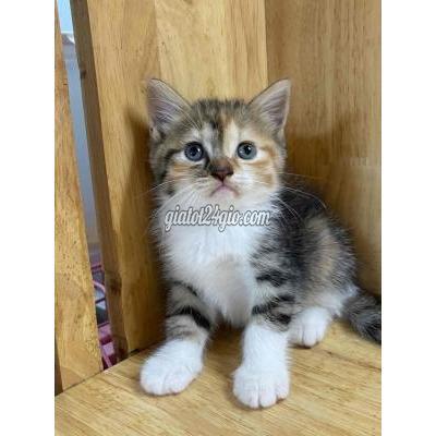 Mèo ( Vật Nuôi ) Thủ Đức - Hồ Chí Minh