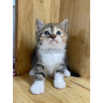 Mèo ( Vật Nuôi ) Thủ Đức - Hồ Chí Minh