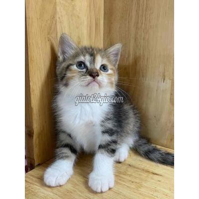 Mèo ( Vật Nuôi ) Thủ Đức - Hồ Chí Minh