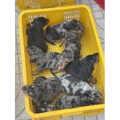 Vật Nuôi Thú Cưng Thủ Đức - Hồ Chí Minh