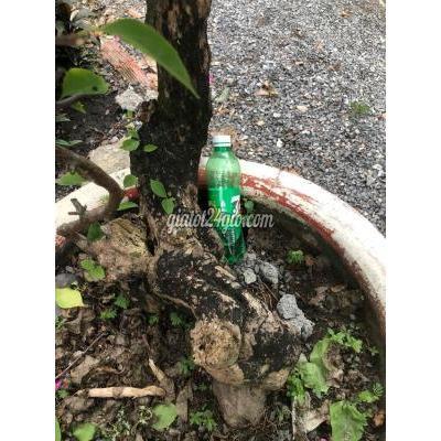Cây Cảnh Cũ Củ Chi - Hồ Chí Minh Cây Cảnh Cũ Củ Chi - Hồ Chí Minh