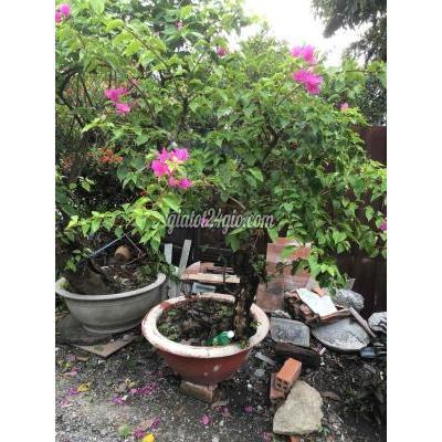 Cây Cảnh Cũ Củ Chi - Hồ Chí Minh Cây Cảnh Cũ Củ Chi - Hồ Chí Minh