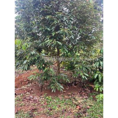 Đất Nông Nghiệp Buôn Ma Thuột - Đắk Lắk